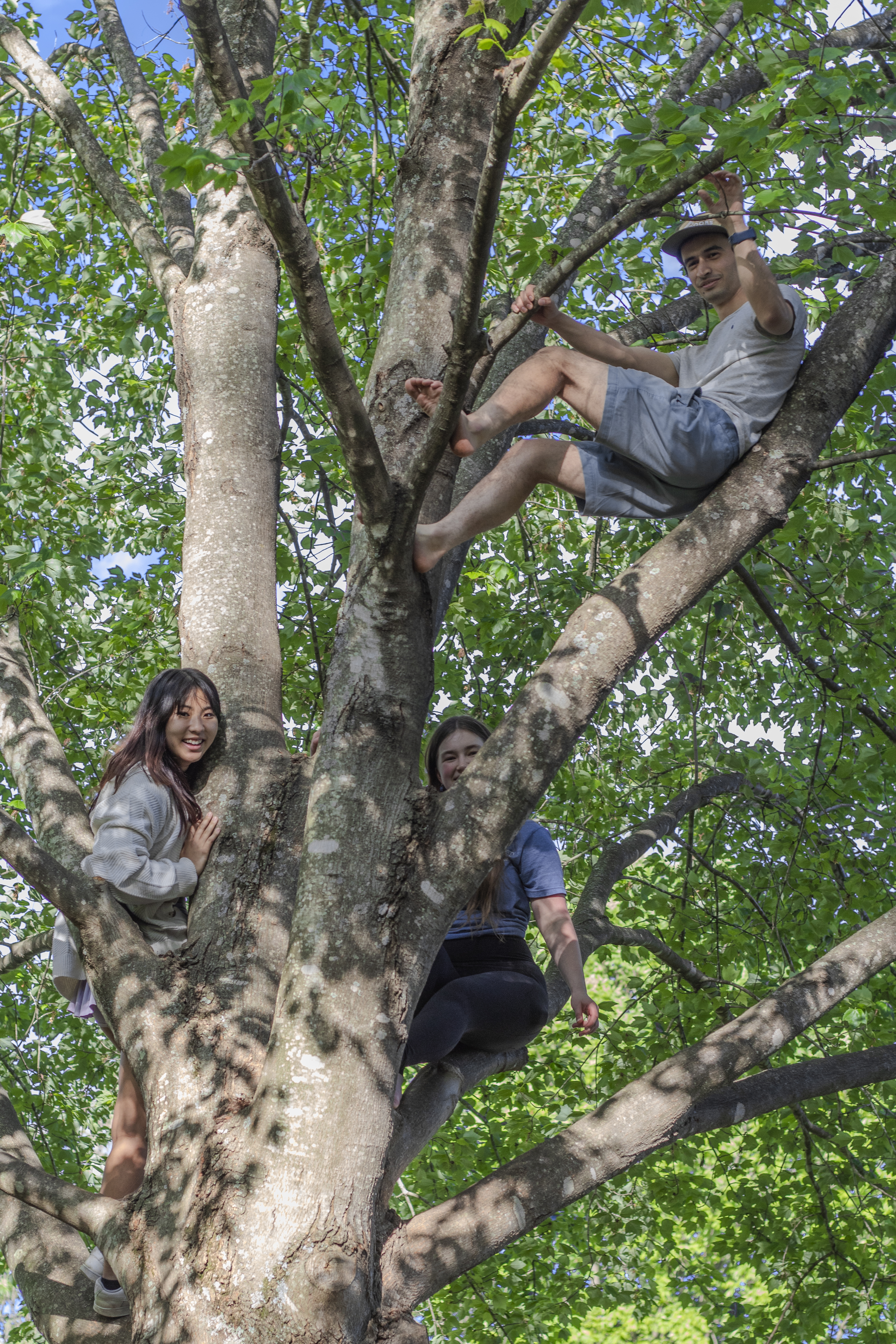 Conductors in a Tree